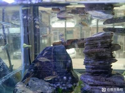 50升的魚缸能養多少鳑鲏：50升的魚缸可以養多少條[需手動填充][需手動填充]魚的養殖密度[需手動填充][需手動填充]魚的養殖密度