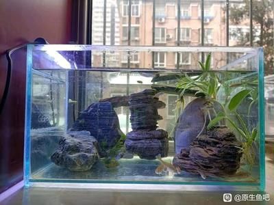 50升的魚缸能養多少鳑鲏：50升的魚缸可以養多少條[需手動填充][需手動填充]魚的養殖密度[需手動填充][需手動填充]魚的養殖密度