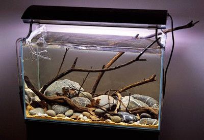 35厘米原生魚缸造景：35厘米原生魚缸的造景技巧 35厘米原生魚缸造景：35厘米原生魚缸的造景技巧 魚缸百科 第1張