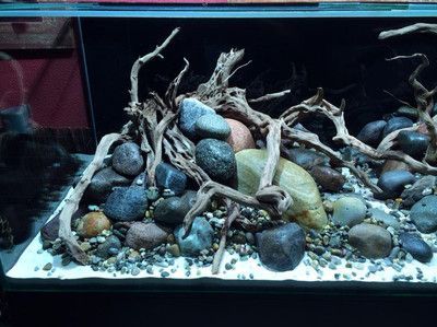 35厘米原生魚缸造景：35厘米原生魚缸的造景技巧 35厘米原生魚缸造景：35厘米原生魚缸的造景技巧 魚缸百科 第4張