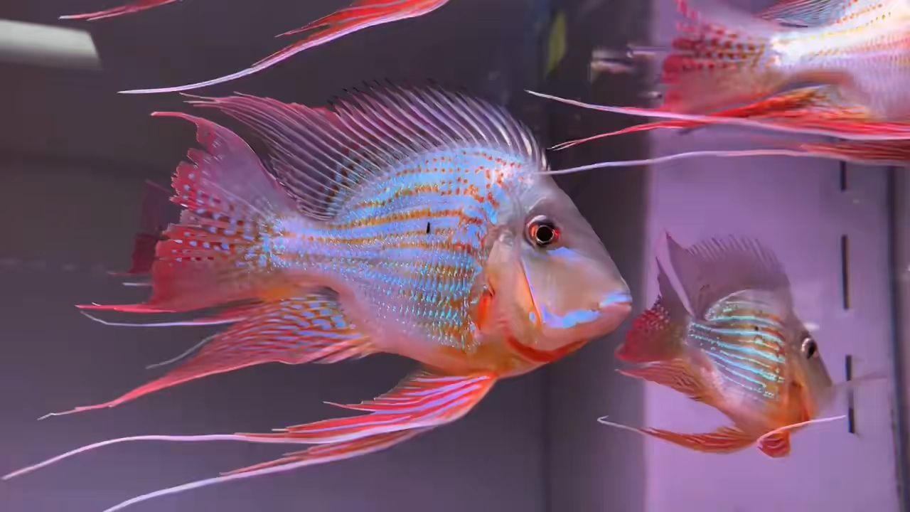正品即是精品元寶鳳凰魚：鳳凰魚正品即是精品元寶鳳凰魚這一概念介紹 正品即是精品元寶鳳凰魚：鳳凰魚正品即是精品元寶鳳凰魚這一概念介紹 元寶鳳凰魚百科