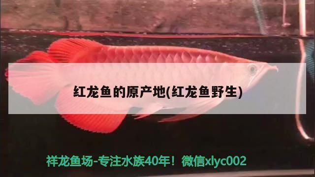 阜陽市開發區沙瀾花卉店 阜陽市開發區沙瀾花卉店 全國水族館企業名錄 第2張