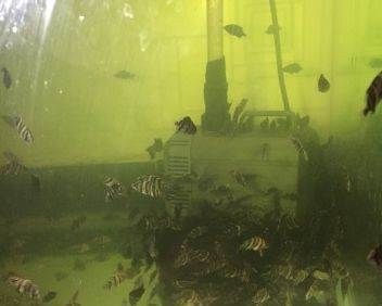 印尼虎魚喜歡老水還是新水：印尼虎魚喜歡新水而非老水，飼養者應注意控制換水的頻率和量