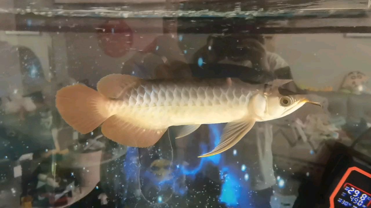 把大金龍和大銀龍換了這個小紅龍，大家幫忙看看品質怎么樣