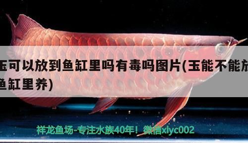 玉可以放到魚缸里嗎有毒嗎圖片(玉能不能放魚缸里養) 玉可以放到魚缸里嗎有毒嗎圖片(玉能不能放魚缸里養) 九鼎魚缸
