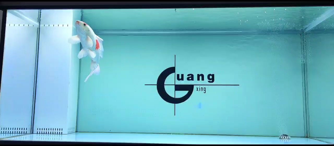 狀態持續恢復中，回家第三天，記錄。 狀態持續恢復中，回家第三天，記錄。 龍魚論壇