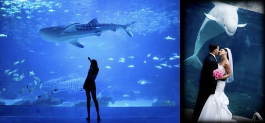 水族館生意怎么樣啊:水族館市場競爭優(yōu)勢分析 水族館百科(水族館加盟) 第1張 水族館生意怎么樣啊:水族館市場競爭優(yōu)勢分析 水族館生意怎么樣啊:水族館市場競爭優(yōu)勢分析 水族館百科(水族館加盟) 第1張