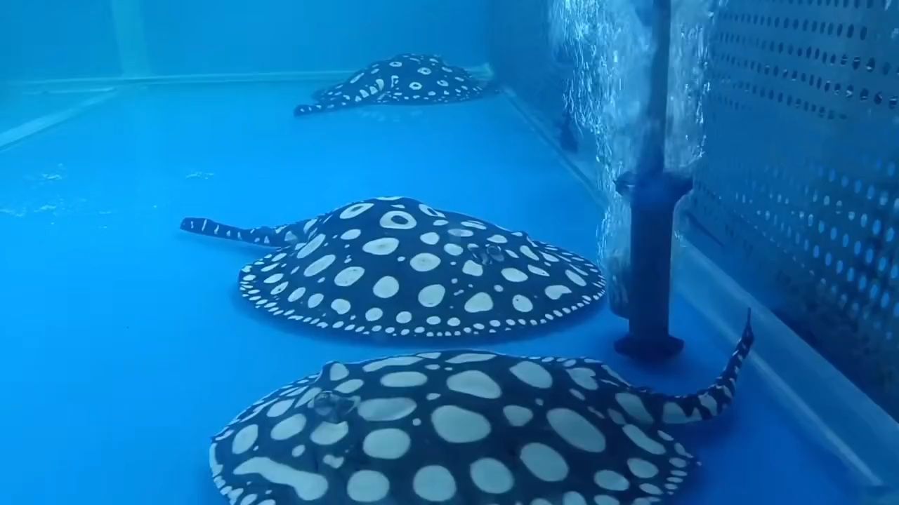 喂魚拍拍