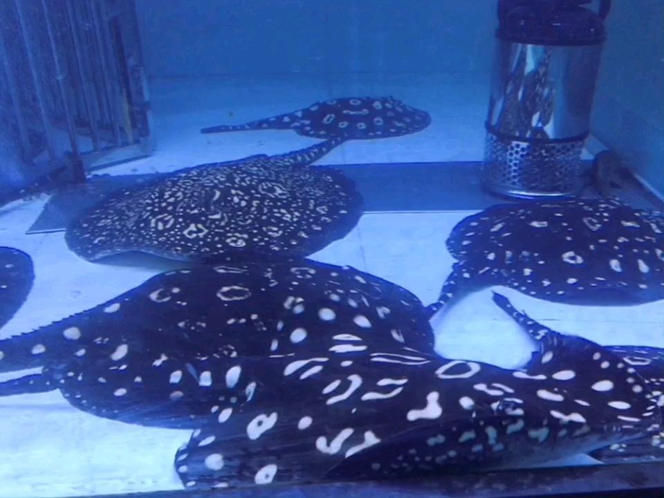 北京翔宇高峰水族用品店 北京翔宇高峰水族用品店 全國水族館企業(yè)名錄 第2張