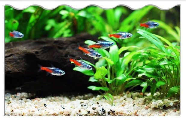 水族館推薦的幼魚飼料品牌（水族館推薦的幼魚飼料品牌包括“海之寶”和“海之寶”等） 水族館推薦的幼魚飼料品牌（水族館推薦的幼魚飼料品牌包括“海之寶”和“海之寶”等） 水族館百科（水族館加盟） 第4張
