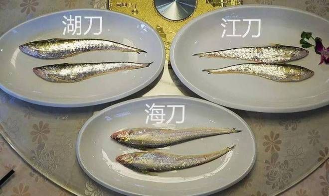 什么魚能毀掉一個魚塘？警惕這些生態殺手，警惕這些生態殺手，什么魚能毀掉整個魚塘？