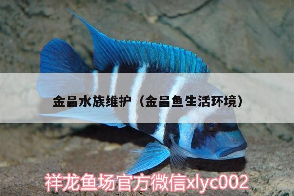 金龍魚翻鰓后多久會(huì)恢復(fù)？（金龍魚翻鰓后多久可以恢復(fù)正常喂食？）