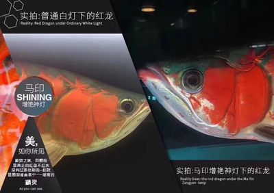 馬印燈放在水族箱的哪個位置：馬印燈放在水族箱的最佳放置位置取決于用戶的需求和實際情況 馬印燈放在水族箱的哪個位置：馬印燈放在水族箱的最佳放置位置取決于用戶的需求和實際情況 馬印水族 第3張