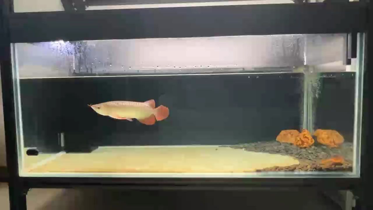 老虎仔在下層缸確實不太好看，應該是那個角度的問題！ 老虎仔在下層缸確實不太好看，應該是那個角度的問題！ 龍魚論壇