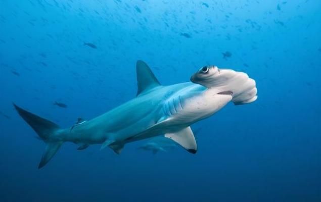 家庭養(yǎng)魚(yú)指南,什么魚(yú)好養(yǎng)又省心?家庭養(yǎng)魚(yú)新手必看,10種好養(yǎng)又省心的觀賞魚(yú)推薦 龍魚(yú)百科 第2張 家庭養(yǎng)魚(yú)指南,什么魚(yú)好養(yǎng)又省心?家庭養(yǎng)魚(yú)新手必看,10種好養(yǎng)又省心的觀賞魚(yú)推薦 家庭養(yǎng)魚(yú)指南,什么魚(yú)好養(yǎng)又省心?家庭養(yǎng)魚(yú)新手必看,10種好養(yǎng)又省心的觀賞魚(yú)推薦 龍魚(yú)百科 第2張