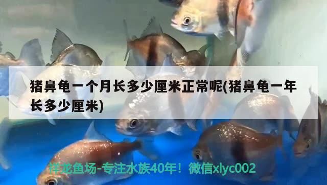 豬鼻龜一個月長多少厘米正常呢(豬鼻龜一年長多少厘米)