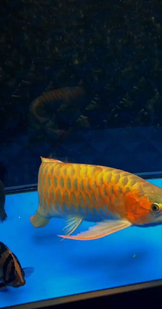 周末好，喂個(gè)魚(yú)。 周末好，喂個(gè)魚(yú)。 龍魚(yú)論壇