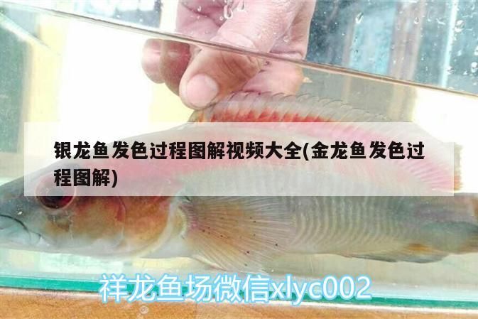 魚(yú)缸用增氧泵價(jià)格是多少:魚(yú)缸增氧機(jī)-xtrac增氧機(jī)-xtrac增氧機(jī) 銀龍魚(yú)發(fā)色過(guò)程圖解視頻大全(金龍魚(yú)發(fā)色過(guò)程圖解) 銀龍魚(yú)百科 銀龍魚(yú)發(fā)色過(guò)程圖解視頻大全(金龍魚(yú)發(fā)色過(guò)程圖解) 銀龍魚(yú)發(fā)色過(guò)程圖解視頻大全(金龍魚(yú)發(fā)色過(guò)程圖解) 銀龍魚(yú)百科