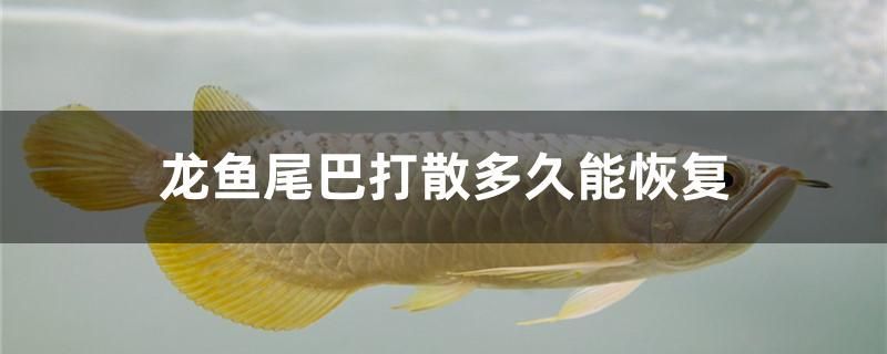 龍魚眼睛手術費用多少（龍魚做掉眼手術失敗） 龍魚眼睛手術費用多少（龍魚做掉眼手術失敗） 九鼎魚缸