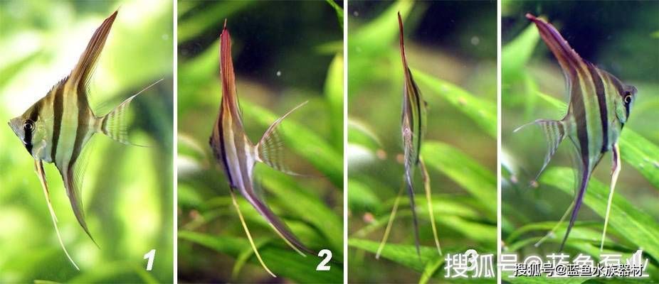什么屬相養11條魚最吉利？揭秘風水魚的數量與生肖奧秘，屬相養11條魚最吉利？風水魚數量與生肖的奧秘解析