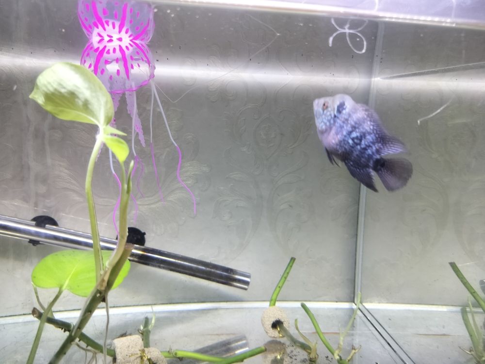 感覺有頭座了
