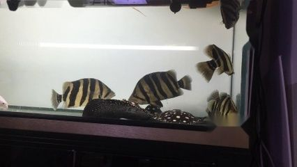 10公分的虎魚(yú)吃什么：10公分的虎魚(yú)吃什么，10公分的虎魚(yú)吃什么虎魚(yú)