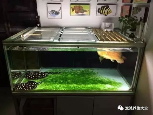 什么屬相戴龍牌最好？屬相與龍牌佩戴的全面解析，屬相與龍牌佩戴指南，哪個(gè)屬相最適合戴龍牌？