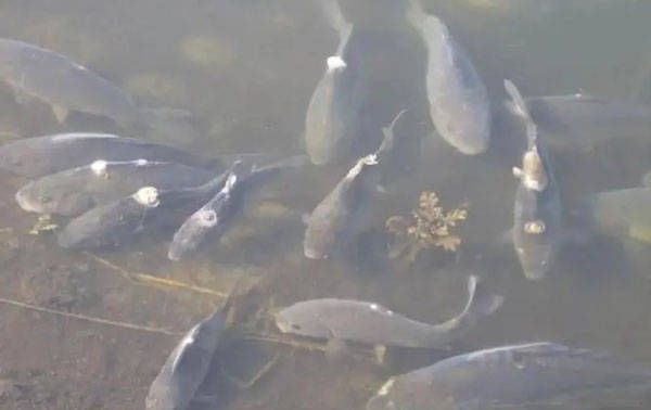 哪些屬相不適合養魚?揭秘風水禁忌與化解之道,哪些屬相不宜養魚?屬相與養魚的風水禁忌全解析