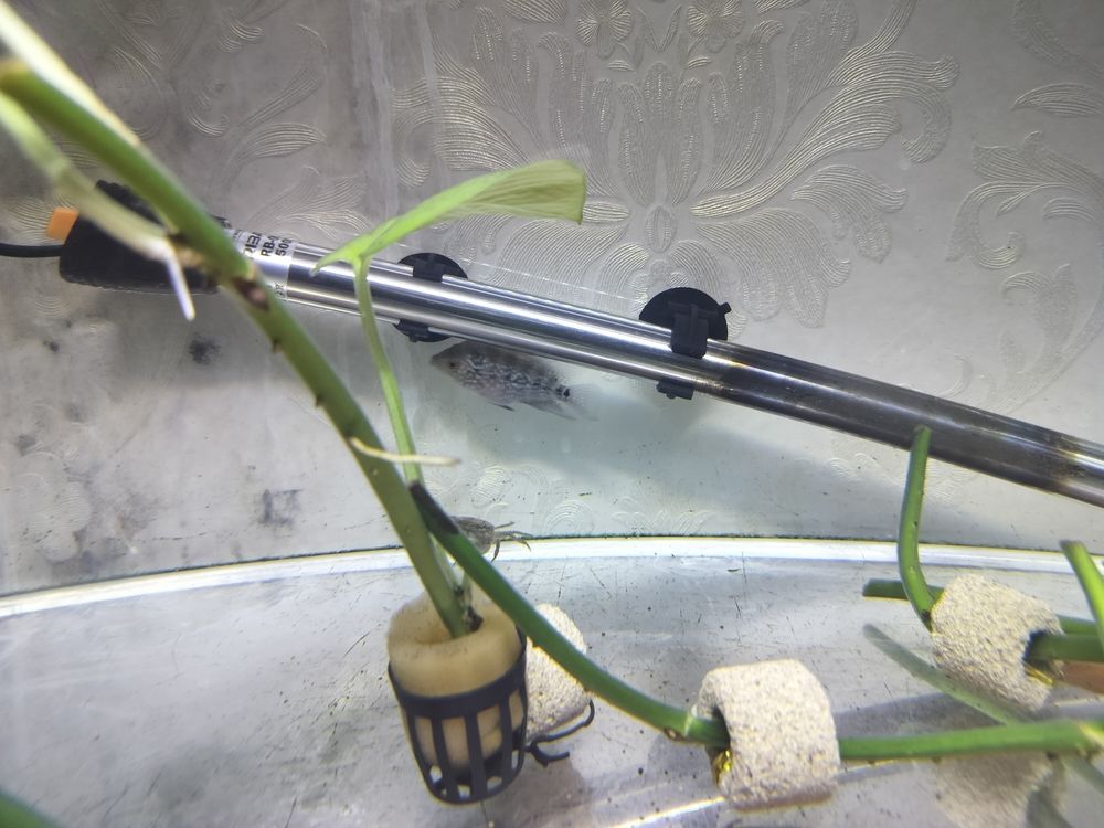 紅龍魚用黃燈烤有用嗎 長大了些 龍魚論壇 長大了些 長大了些 龍魚論壇