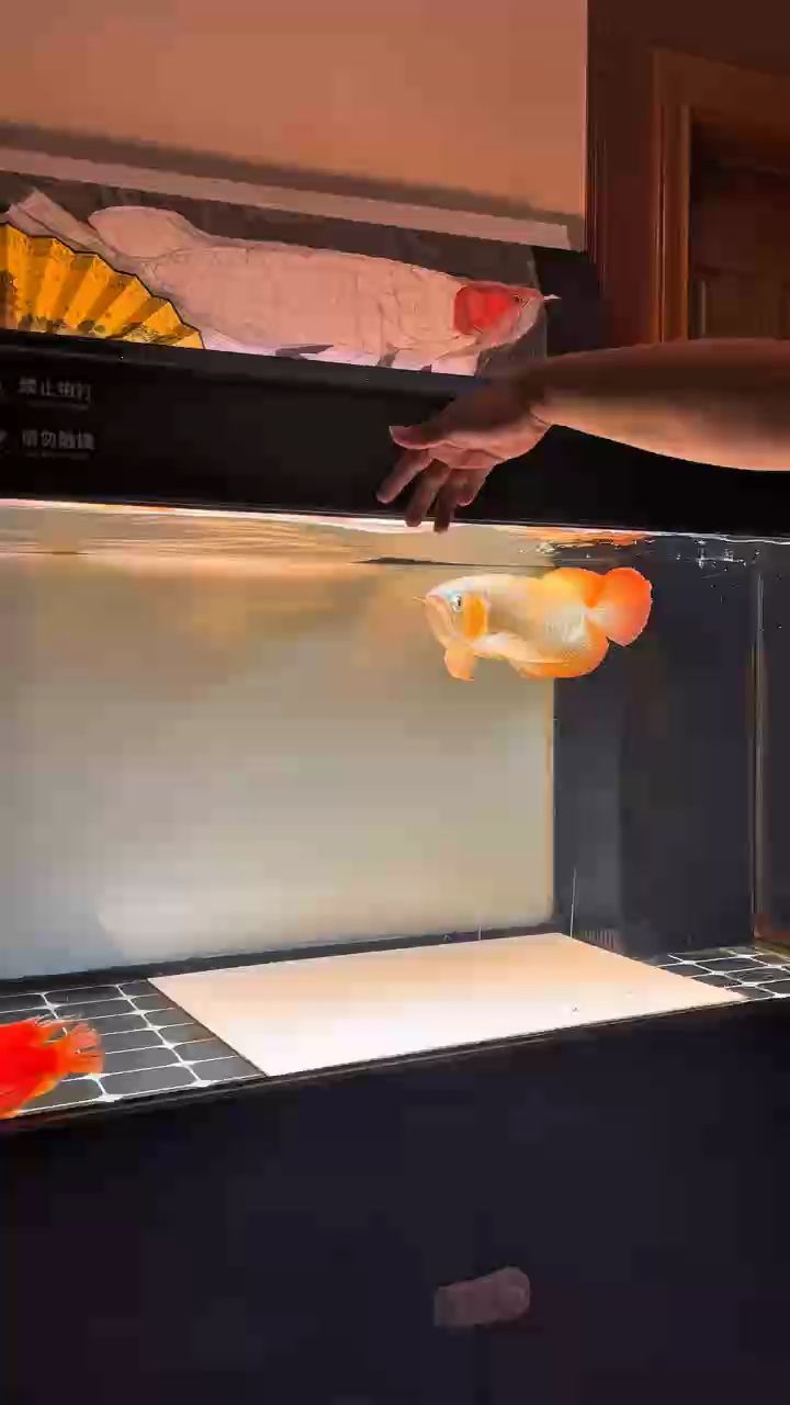 冬天上色明顯 冬天上色明顯 龍魚論壇