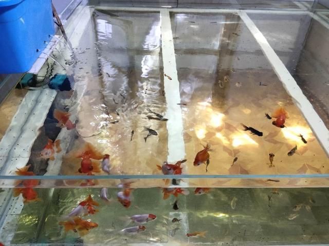 什么時候放生魚最適合？科學放生的時間與注意事項，科學放生指南，最佳放生時間與關鍵注意事項