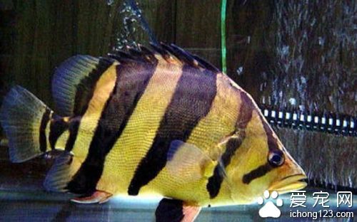 飼養(yǎng)虎魚：飼養(yǎng)虎魚有哪些注意事項？ 飼養(yǎng)虎魚：飼養(yǎng)虎魚有哪些注意事項？ 虎魚百科 第3張