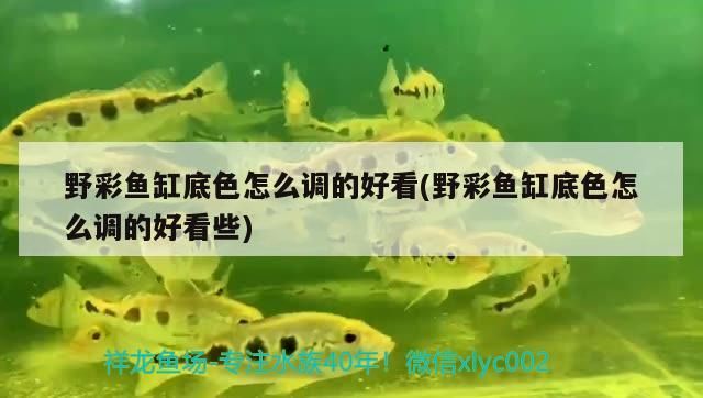 金龍魚用嘴呼吸怎么辦(金龍魚大口呼吸怎么辦)