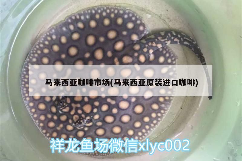 紅龍魚用黃燈烤有用嗎 馬來西亞咖啡市場(馬來西亞原裝進口咖啡) 馬來西亞咖啡 馬來西亞咖啡市場(馬來西亞原裝進口咖啡) 馬來西亞咖啡市場(馬來西亞原裝進口咖啡) 馬來西亞咖啡