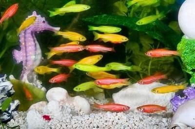 觀賞魚(yú)的挑選（如何挑選觀賞魚(yú)）