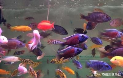 觀賞魚(yú)的挑選（如何挑選觀賞魚(yú)）