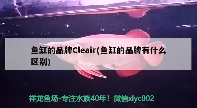 魚缸的品牌Cleair(魚缸的品牌有什么區別)