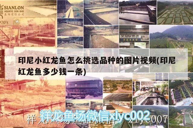 印尼小紅龍魚怎么挑選品種的圖片視頻(印尼紅龍魚多少錢一條) 印尼小紅龍魚怎么挑選品種的圖片視頻(印尼紅龍魚多少錢一條) 紅龍魚百科