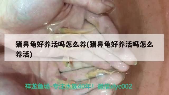 豬鼻龜好養活嗎怎么養(豬鼻龜好養活嗎怎么養活)