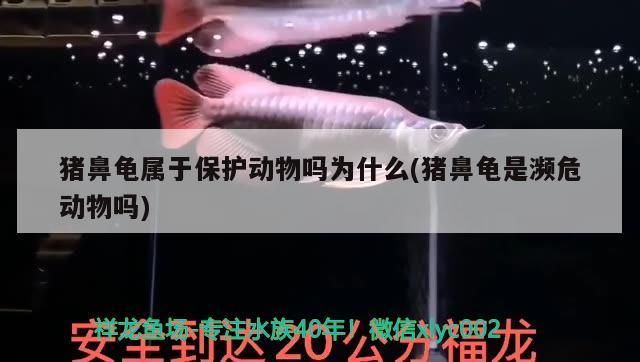 豬鼻龜屬于保護動物嗎為什么(豬鼻龜是瀕危動物嗎) 豬鼻龜屬于保護動物嗎為什么(豬鼻龜是瀕危動物嗎) 豬鼻龜百科