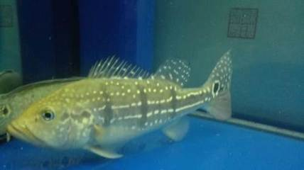 什么龍魚最貴?揭秘全球最昂貴的龍魚品種,全球最貴龍魚品種大揭秘,天價龍魚背后的珍稀基因與市場神話 龍魚百科 第3張 什么龍魚最貴?揭秘全球最昂貴的龍魚品種,全球最貴龍魚品種大揭秘,天價龍魚背后的珍稀基因與市場神話 什么龍魚最貴?揭秘全球最昂貴的龍魚品種,全球最貴龍魚品種大揭秘,天價龍魚背后的珍稀基因與市場神話 龍魚百科 第3張