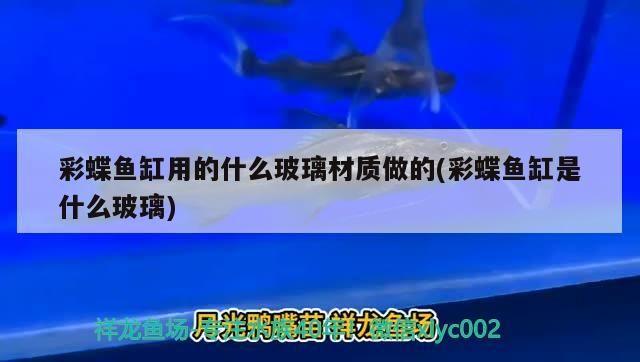 與君往 與君往 黃金貓魚百科 第2張
