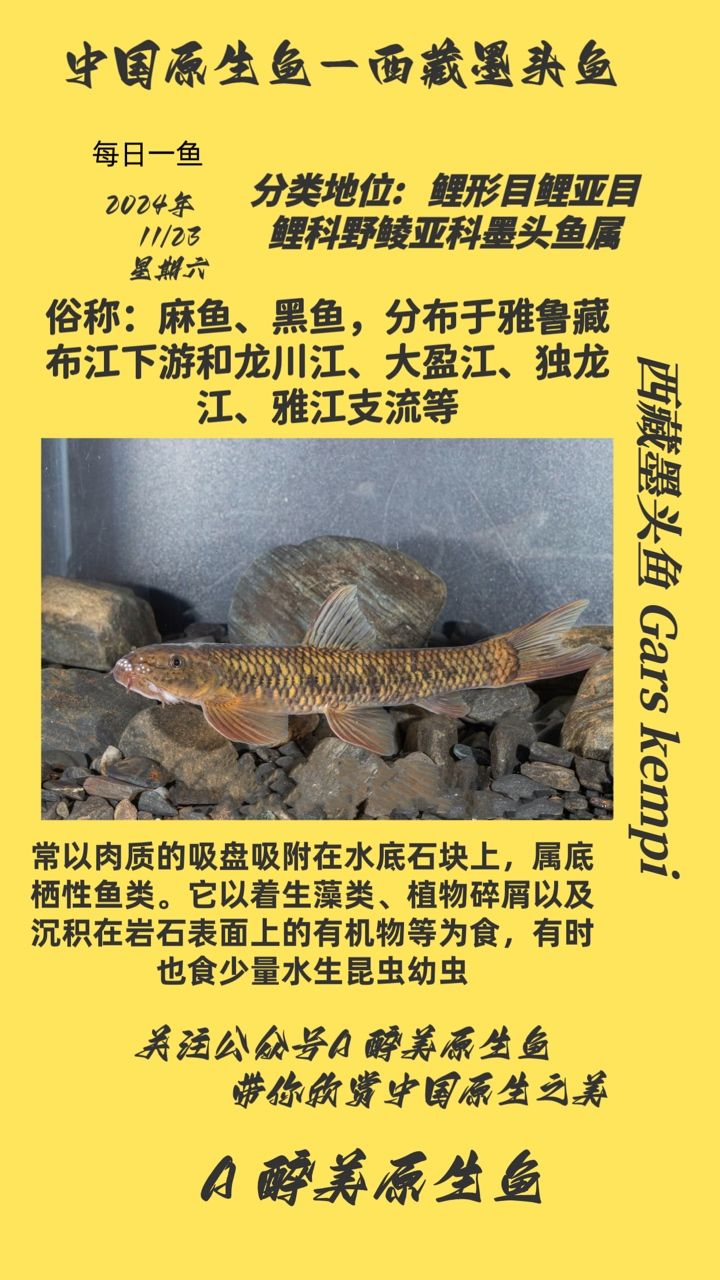 西藏墨頭魚 西藏墨頭魚 龍魚論壇