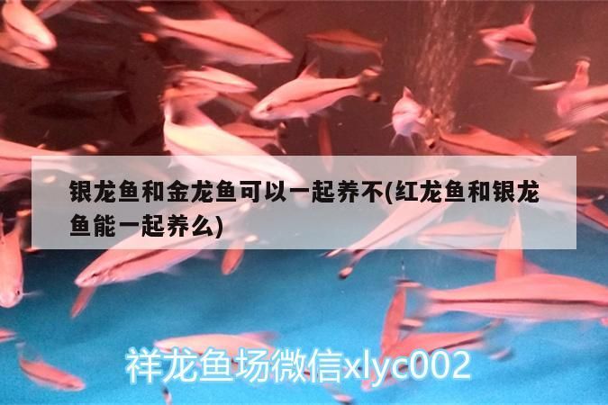 銀龍魚和金龍魚可以一起養不(紅龍魚和銀龍魚能一起養么)
