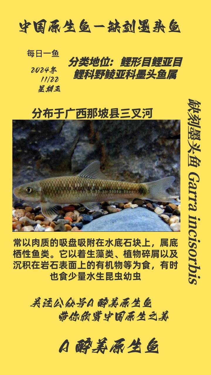 缺刻墨頭魚