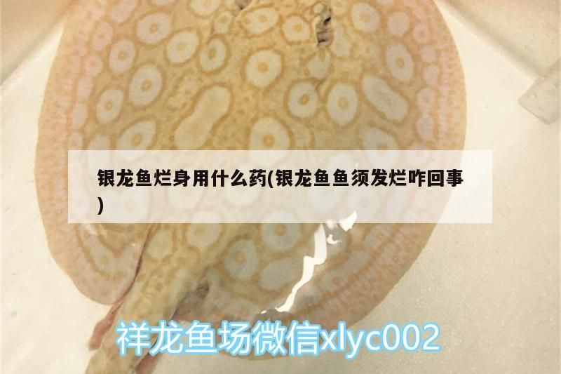 銀龍魚爛身用什么藥(銀龍魚魚須發(fā)爛咋回事)