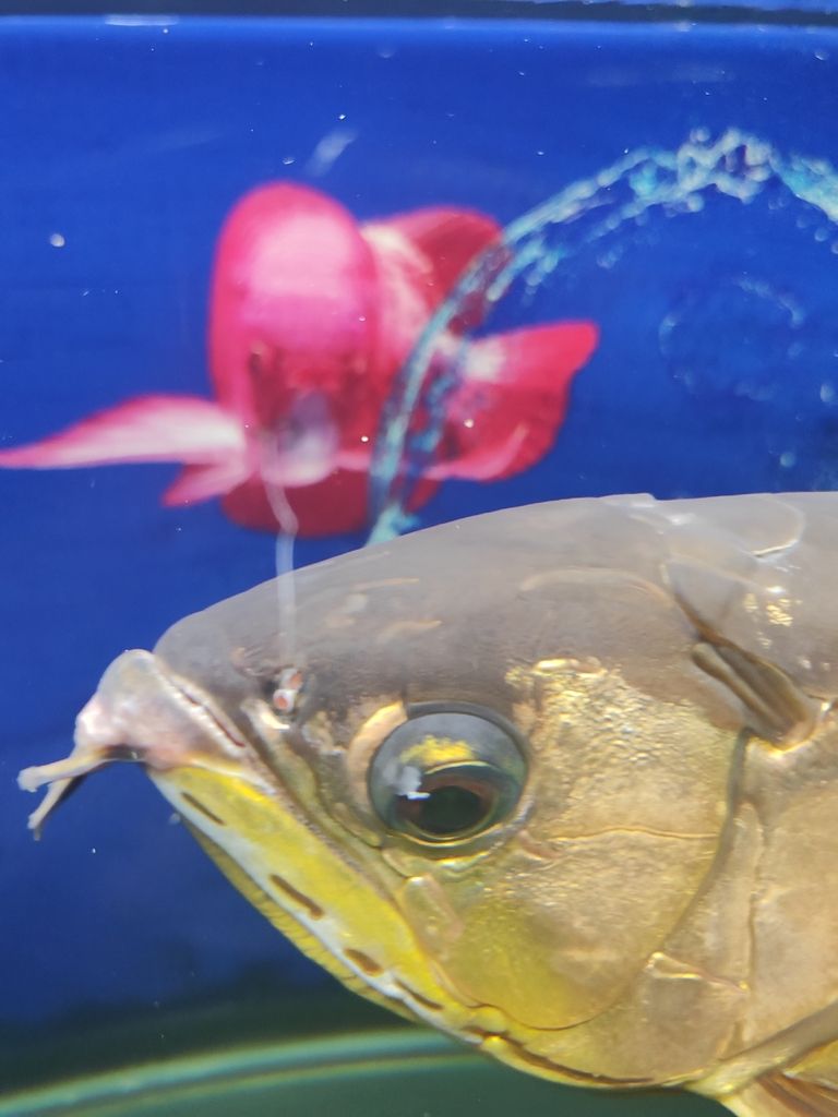 龍魚眼上是什么東西 龍魚眼上是什么東西 龍魚論壇 第1張