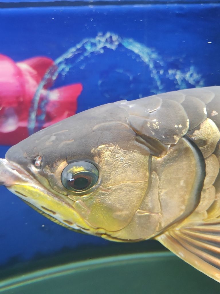龍魚眼上是什么東西 龍魚眼上是什么東西 龍魚論壇 第2張