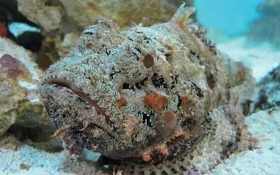 虎魚很毒嗎：虎魚很毒嗎？ 虎魚很毒嗎：虎魚很毒嗎？ 虎魚百科