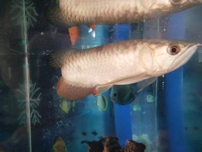 虎魚為什么吃了吐：虎魚吃了吐是怎么回事 虎魚為什么吃了吐：虎魚吃了吐是怎么回事 虎魚百科 第1張
